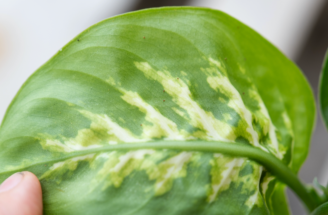 A Close up of Mites on the underside of a leaf.