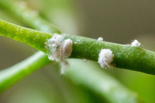 How to Get Rid of Mealybugs on Houseplants Naturally