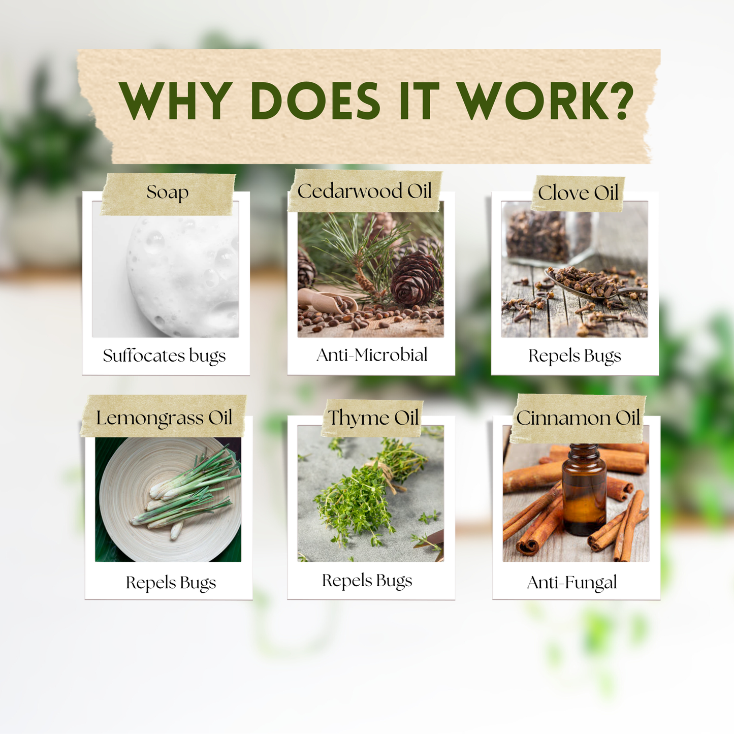 Say No To Bugs - Natural Insect Treatment